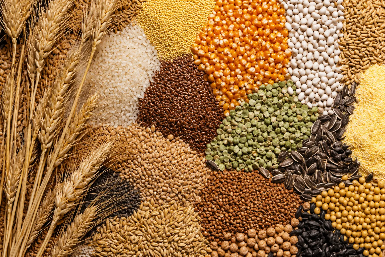 Bulk Indian wheat, maize and oilseeds for global industry